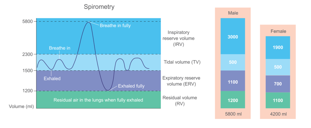 Illustration of lung volumes