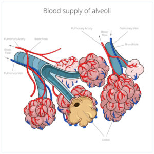 Alveoli blood supply