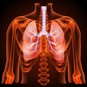 Lungs and chest