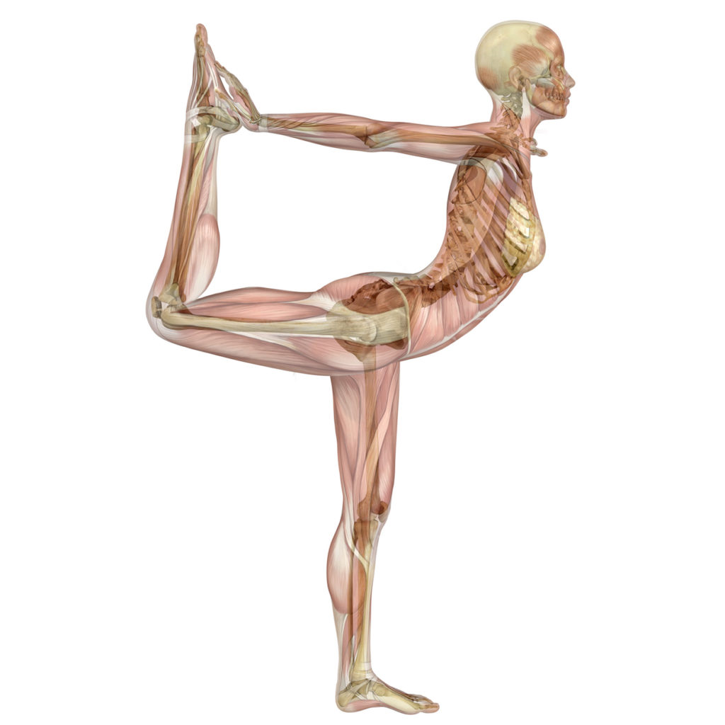 Dancer's pose (natarajasana) anatomy