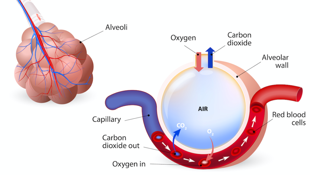 Image of alveolar gas exchange