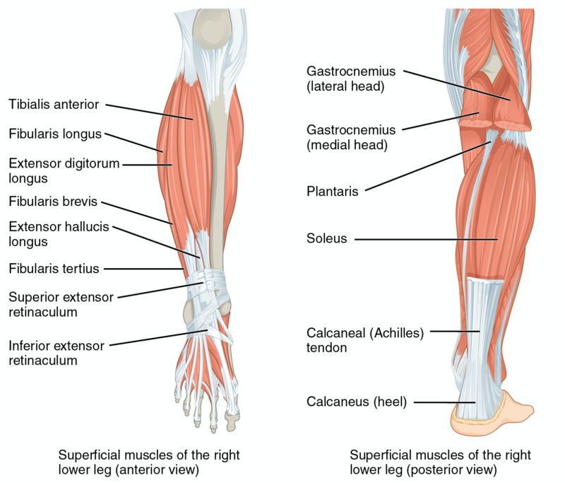 Muscles-of-the-lower-leg - Joe Miller